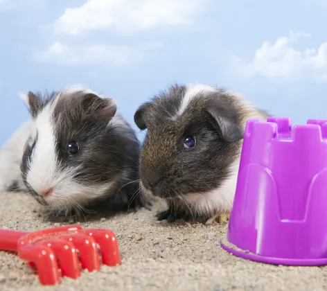 Two guinea pigs with toys.